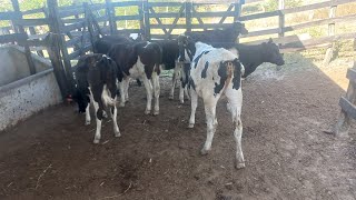 LOTE COM 7 BEZERRAS LEITEIRA VENDIDAS PRA O MUNICĂŤPIO DE BODOCĂ“ PE 87 981295562 [upl. by Lonyer]