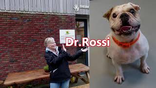 Botlek TV  Dier van de Week 16 Hond Dr Rossi  Spijkenisse 2024 [upl. by Oinota164]