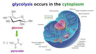 Cellular Respiration Part 1 Glycolysis [upl. by Ennasirk]