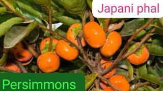 japani phal healthbenefits persimmons [upl. by Gaelan]