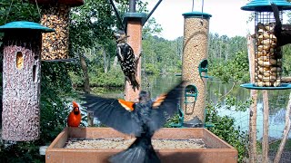 Feeder Birds Flock To Fresh Offerings At The Cornell Lab FeederWatch Cam – June 25 2024 [upl. by Eintruok]