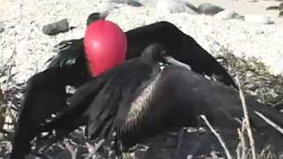 Mating Frigatebirds [upl. by Izy531]