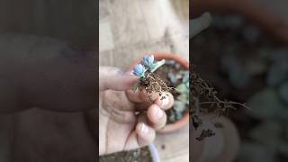 Kalanchoe propagation from leaf shorts [upl. by Nytsirhc905]