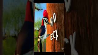 W for Woodpecker with Spelling  Kids English youtubeshorts viralshorts shorts [upl. by Hiller244]