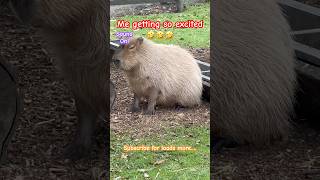 Shepreth Wildlife Park Capybaras shortsfeed viral sunday capybara followus discoverunder10k [upl. by Ojybbob]