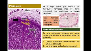 Revestimiento de los nervios periféricos [upl. by Guttery]
