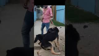 dog fight doberman vs german Shepherd  doberman attack german Shepherd  real dog fight [upl. by Nivag858]