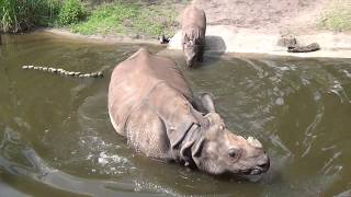 Diergaarde Blijdorp  Rhino is pooing and peeing in the water [upl. by Urbanna]