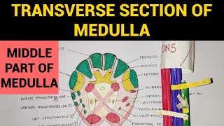 Transverse Section of Medulla  2  TS at Middle Part of Medulla at Sensory Decussation [upl. by Diaz]