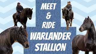 MEET AND RIDE A WARLANDER STALLION breed information [upl. by Elberfeld]