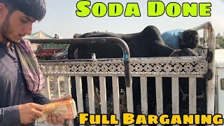 Soda Done 😍  Palosi Mandi Peshawar  Full Bargaining  Rate Munasib [upl. by Aikkan]