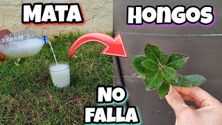 Este Fungicida es 1000 VECES mas POTENTE que OTROS Eliminar hongos de las PLANTAS Con Ajo y leche [upl. by Ettenrahs]