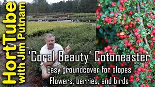 Coral Beauty Cotoneaster  Erosion Control Flowers Berries and Birds🐦🌼 [upl. by Anoet767]