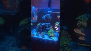 My 15 gallon Reef Cyphastrea and bowerbanki added😁 coral reeftank reef clownfish [upl. by Milena]