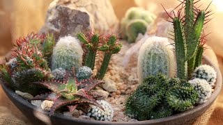 How to Make a Mini High Desert Cactus Garden [upl. by Rhoades]