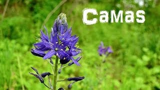 The Northwest Forager Ep 5 Camas [upl. by Einnij]