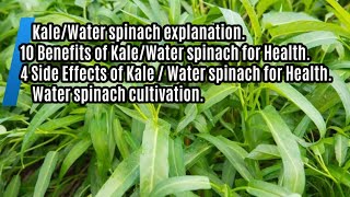 Water spinach planting technique definition of side effects and benefits complete review [upl. by Okomot582]