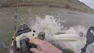 Monster 8ft Sturgeon nearly sinks kayak [upl. by Veedis908]