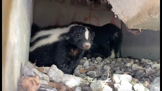 Skunk Gets VERY Close to Spraying  Up Close Footage [upl. by Slocum]