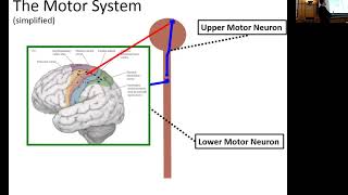 Clinical Features of ALS [upl. by Dlanger592]