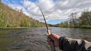 Salmon fishing at Upper Floors on the river Tweed 18th and 19th April [upl. by Aiclef796]