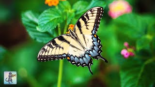 Butterflies amp Flowers 🦋🌼  Amazing Nature Scenery amp The Best Relax Music 1080p HD [upl. by Saixela881]