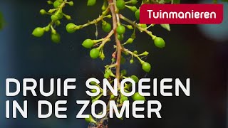 De druif in de zomer snoeien Doen Geef je druiven licht en jezelf ook Druivensnoei [upl. by Lalib]