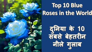 Most Beautiful Blue Roses  Rare Blue Rose Varieties in the World [upl. by Chitkara]