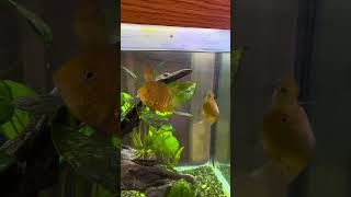 Gold Severums my next breeding project fish fishtank superredbristlenosepleco [upl. by Kleeman291]