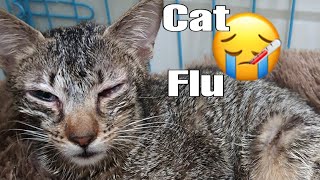 What is Cat Flu How to treat Cat Flu [upl. by Noitsirhc694]