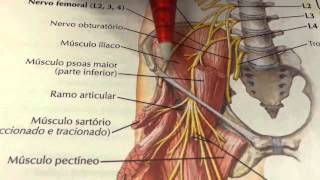 Parte 8 Nervo cutâneo lateral da coxa [upl. by Aidole]