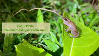 Coquí Pitito Eleutherodactylus Cochranae [upl. by Fachini]