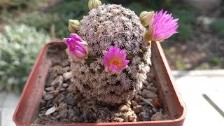 Mammillaria hernandezii [upl. by Rachaba]