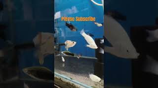 Fish shopमें गया था देखा molly fish आयाहैfishpetfishmollyfishmollyfishmolliespetpetcarevlog [upl. by Nimoynib]