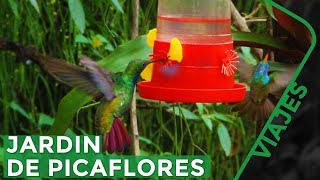 El secreto para atraer Colibríes a tu jardín  Iguazú Misiones [upl. by Zoha]