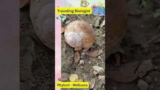 Phylum Mollusca neet trending viralvideo biology class11 [upl. by Vita605]