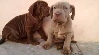 Neopolitan mastiff amp Saint Bernard for sale in Bangalore 9743255559  9743955559 [upl. by Olodort438]