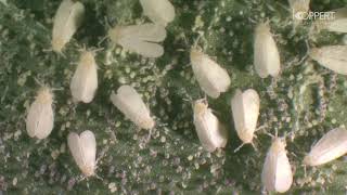 دورة حياة حشرة الذبابه البيضاء Life cycle of whitefly [upl. by Hceicjow]