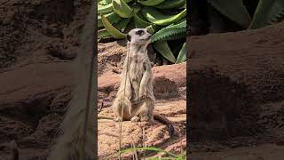 The Meerkat Campbelltown Australia [upl. by Seuqirdor]