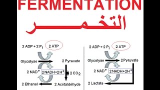 التخمر و إنتاج الطاقة Fermentation et production dénergie ATP [upl. by Teevens]