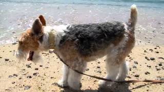 Silly Love Songs  Wire fox terrier and the longest bridge [upl. by Sontag23]