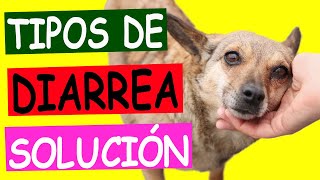 Tipos de DIARREA EN PERROS Una Guía Completa [upl. by Haiacim]