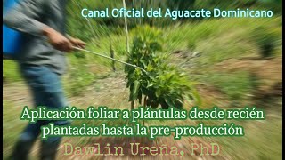 Aplicación foliar a plántulas de aguacate desde recién sembradas hasta pre producción [upl. by Myra900]