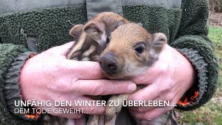 WildschweinBestandsaufnahme amp Rettung mit dem Yuneec H520  ein glückliches Ende [upl. by Dnomaj]