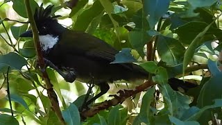 Whipbird Symphony Capturing the Unique Call of Australias Eastern Whipbird [upl. by Ahsehyt865]