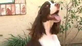 English Springer Spaniel [upl. by Ainattirb810]