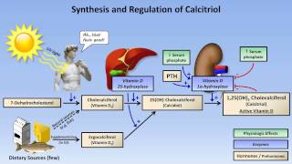 Calcium and Phosphate Metabolism [upl. by Levison949]