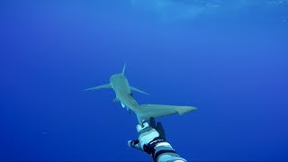 Touching Sharks In The Middle of the Ocean 400ft Deep  Jiggin With Jordan [upl. by Drareg]