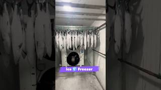 blast freezer  blast freezer installed   40 blastfreezer fish coldroom freezingcold ice [upl. by Berrie]