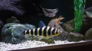 Leporinus fasciatus [upl. by Teillo]